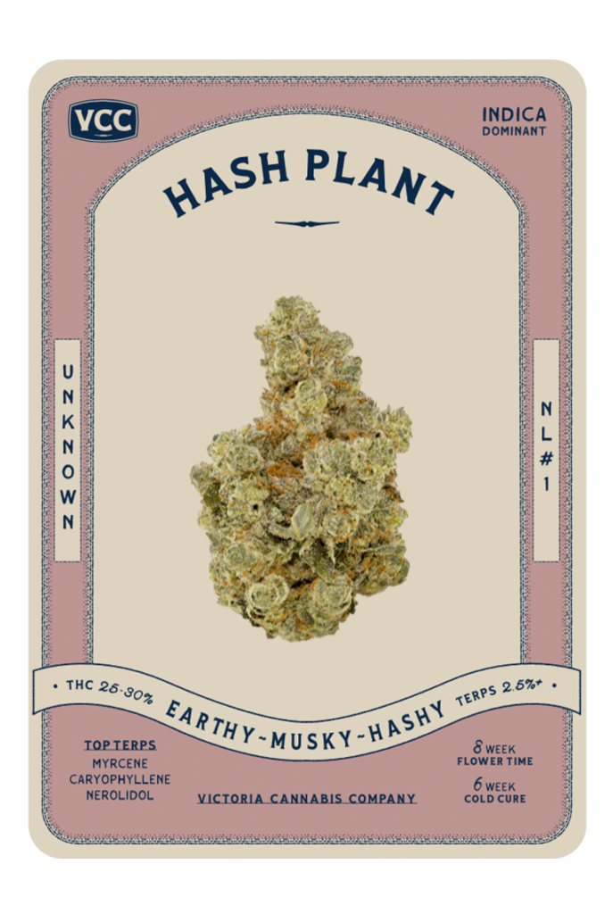 hash plant vancouver island craft cannabis