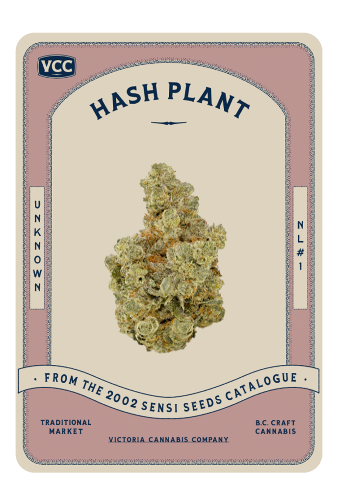 hash plant vancouver island craft cannabis