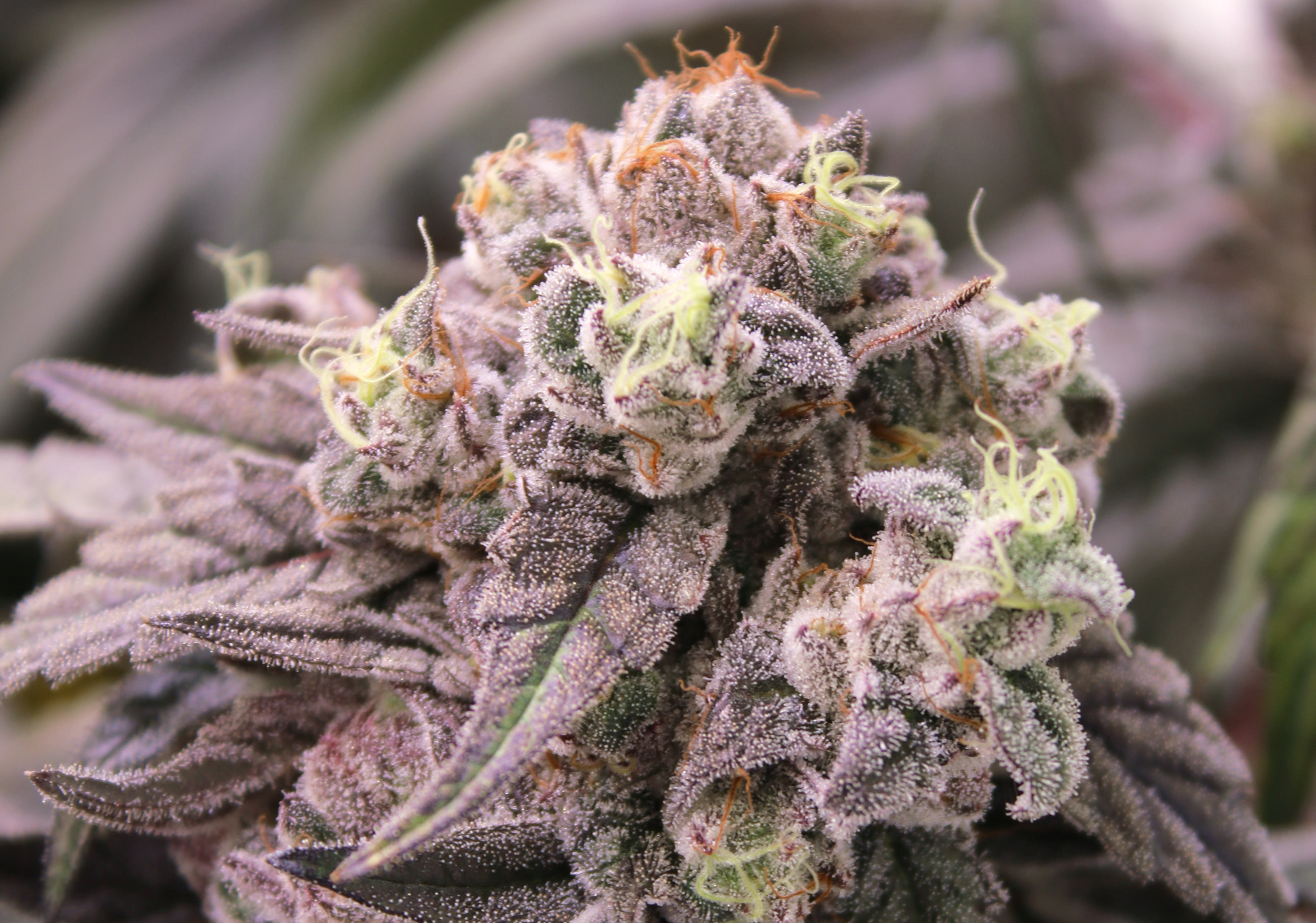 Our craft cultivars - Victoria Cannabis Company