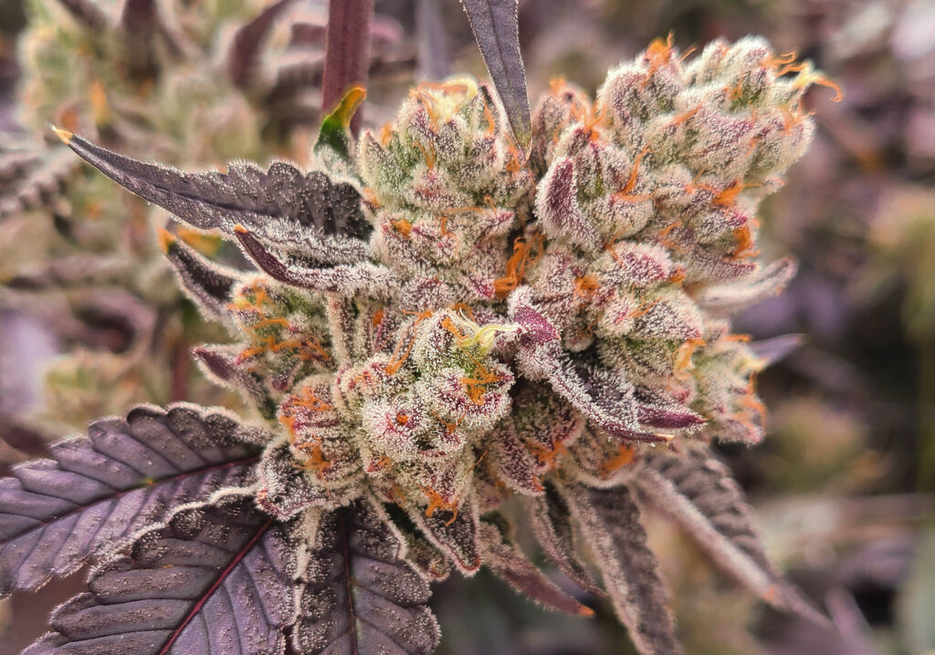caribbean breeze craft cannabis