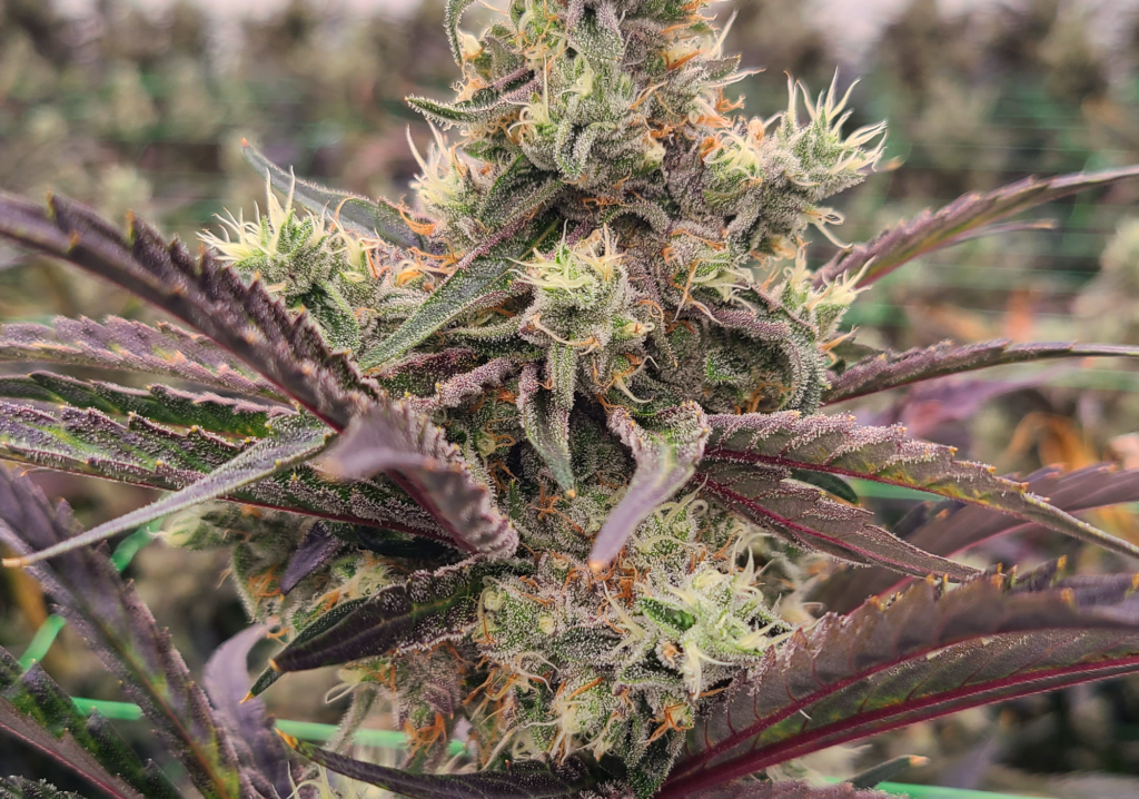 Pomelo Skunk craft cannabis