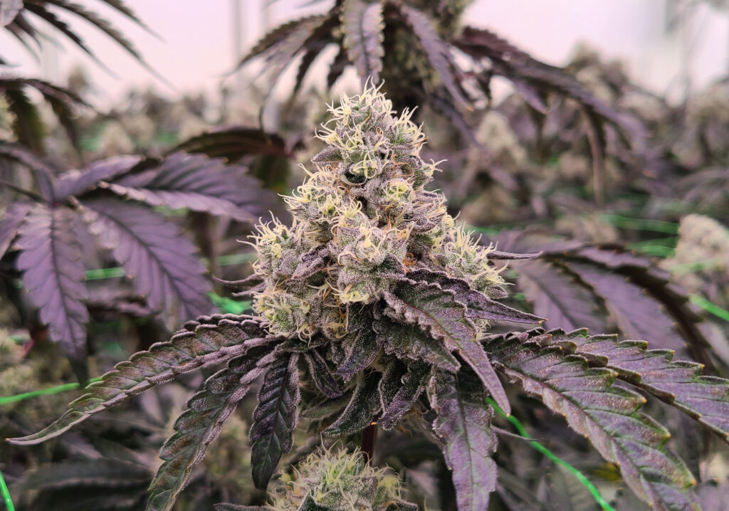 star child craft cannabis
