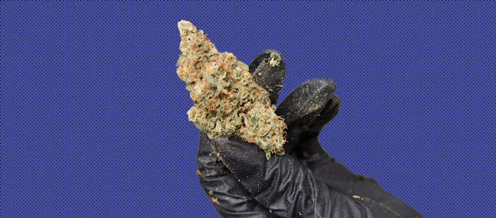 The Craft Cannabis Difference Why Tradition Matters in Every Step of the Process
