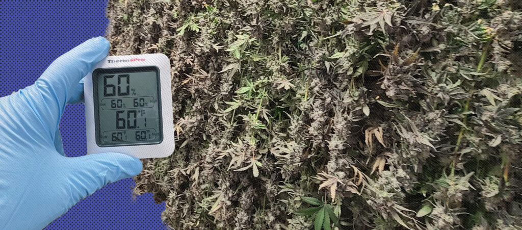Cannabis culture blog articles 2 The Art of Curing Cannabis: Why It Makes All the Difference in Quality