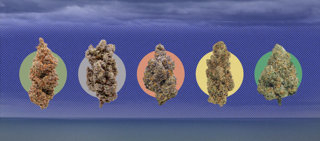Cannabis culture blog articles 3 Pairing VCC Products with Autumn Experiences: Your Cannabis Autumn Guide