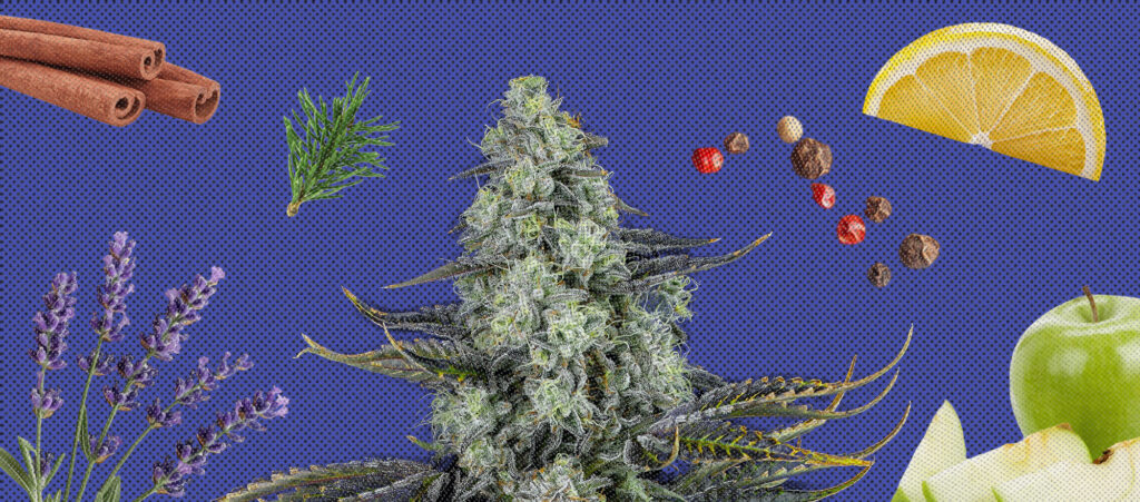 Cannabis culture blog articles 2 Understanding Terpenes: The Aromatic Language of Victoria Cannabis Company Cultivars