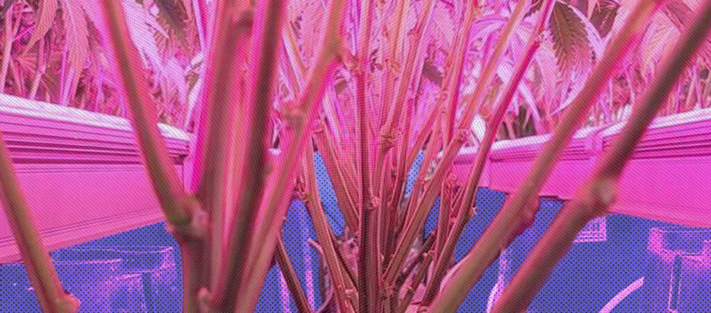 When it comes to growing top-tier cannabis, lighting is everything.