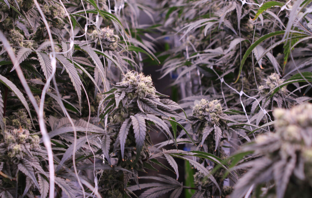 Core Craft Cannabis Methods-body-01