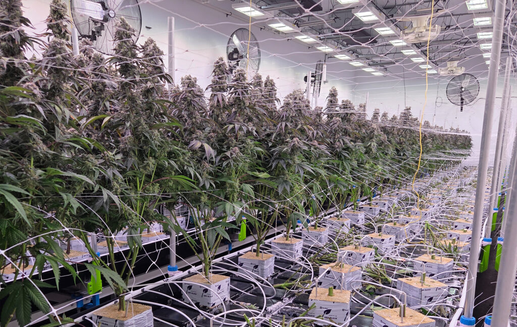 Craft Cannabis VS Commercial cannabis