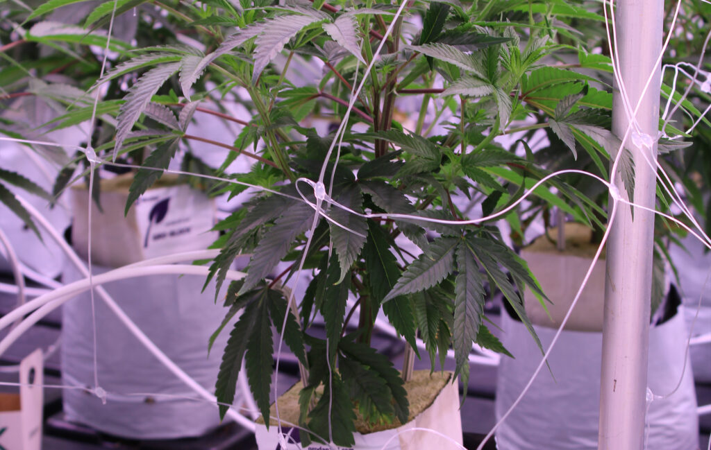 How craft cannabis is grown at VCC