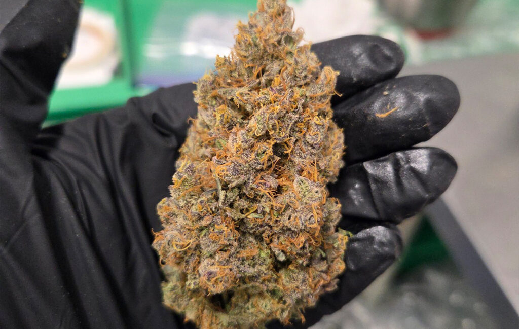 How to identify real craft cannabis