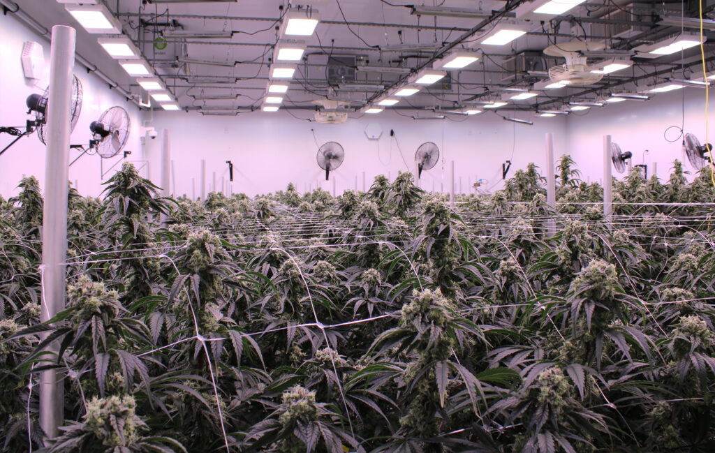 Victoria Cannabis Company craft approach