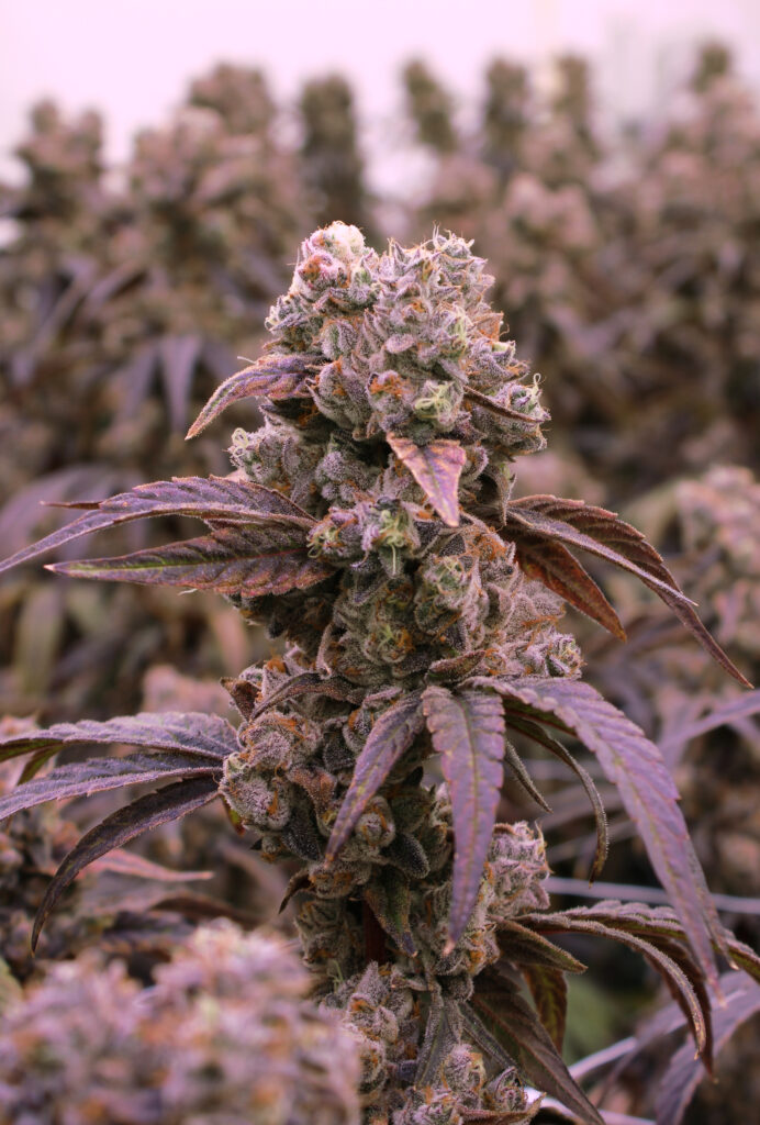 Roll-X living soil synganics