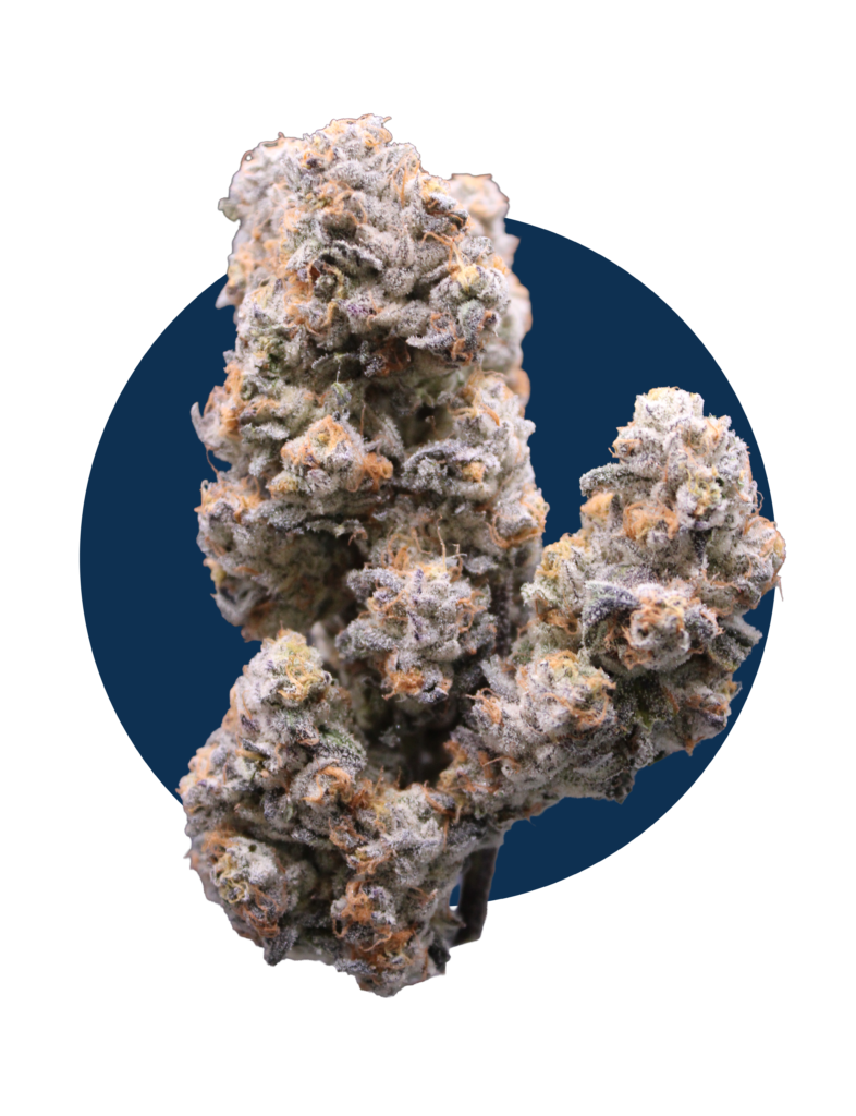 roll-x cannabis bud grown in living soil synganics