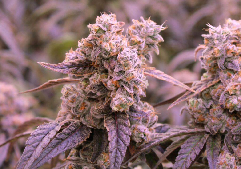 Roll-x craft cannabis grown at Victoria Cannabis Company