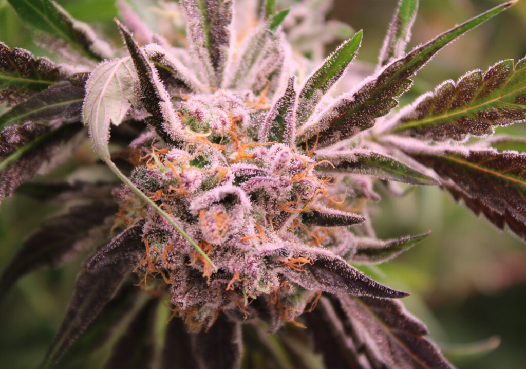 Helium cultivar grown on Vancouver Island at Victoria Cannabis Company