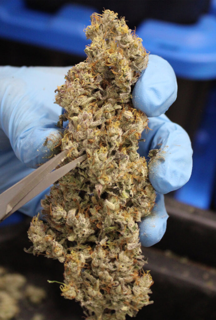 Helium craft cannabis large bud